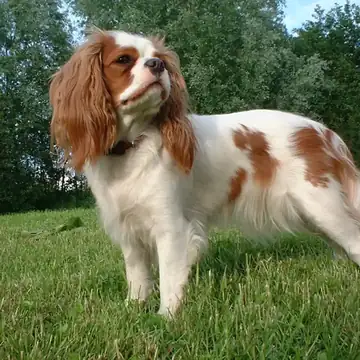 Two Cavalier King Charles Spaniels sitting on a red surface.