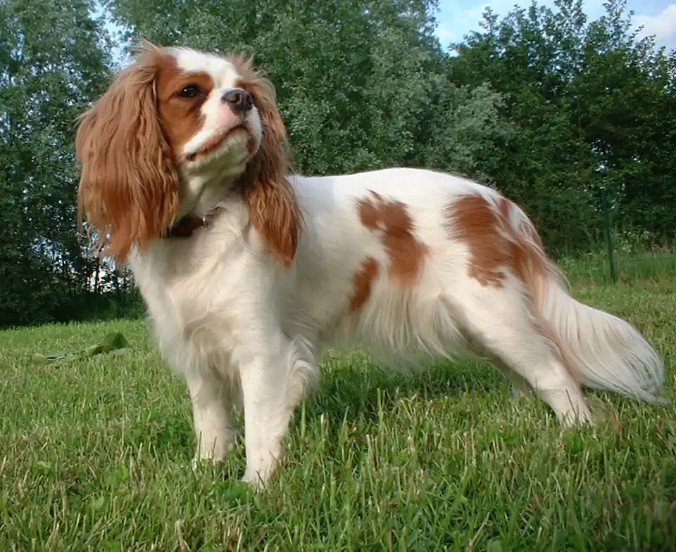 Two Cavalier King Charles Spaniels sitting on a red surface.