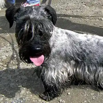 Adult Cesky Terrier standing on a paved path.