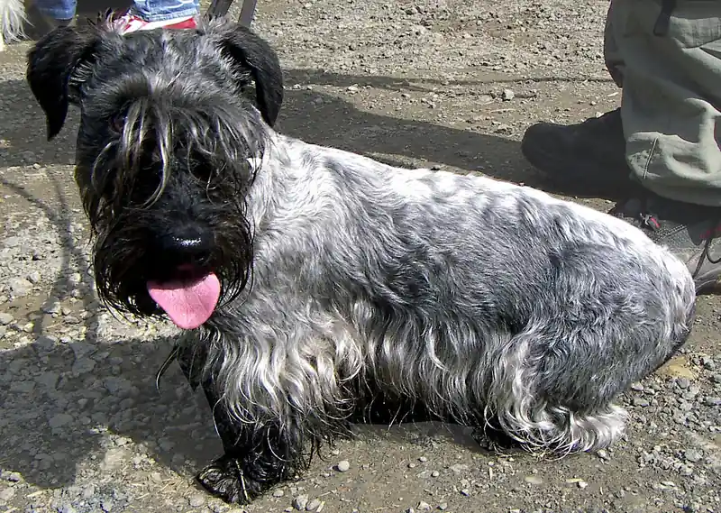 Adult Cesky Terrier standing on a paved path.