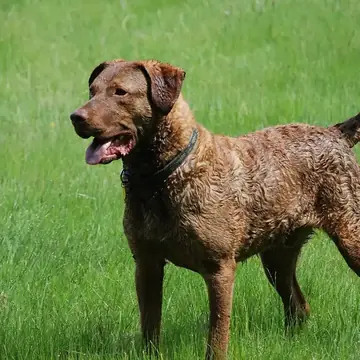 Adult Chesapeake Bay Retriever standing in grass.
