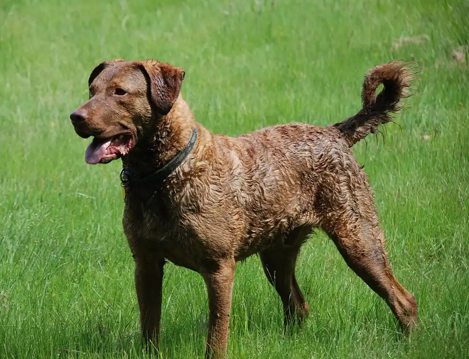 Adult Chesapeake Bay Retriever standing in grass.