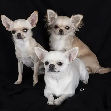 Adult Chihuahua with a long coat standing on a white surface.