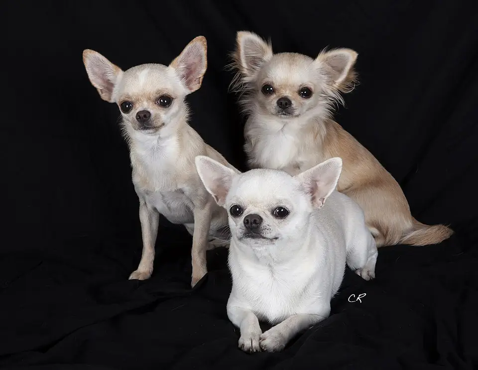 Adult Chihuahua with a long coat standing on a white surface.
