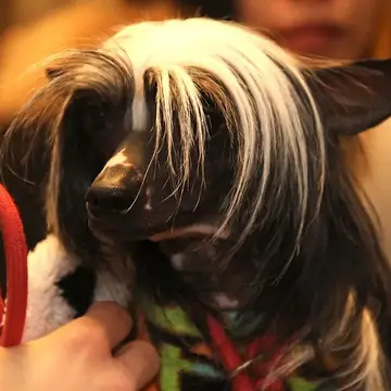Adult Chinese Crested sitting in a person's arms.