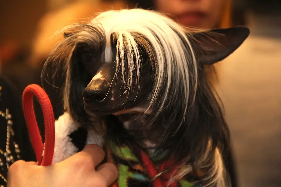 Adult Chinese Crested sitting in a person's arms.