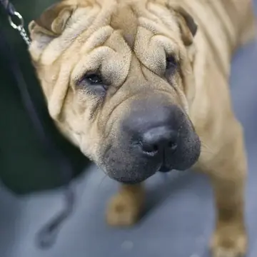 Adult Chinese Shar-Pei standing on a paved path.