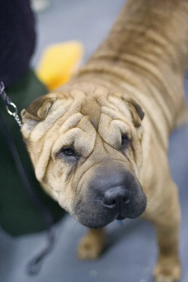Adult Chinese Shar-Pei standing on a paved path.