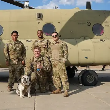 Adult Chinook sitting on pavement, with a helicopter and people behind.