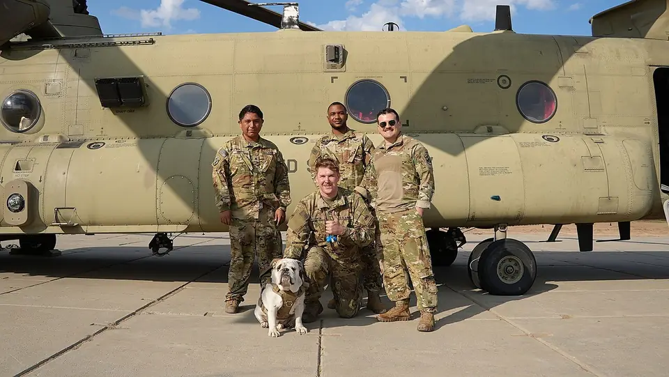 Adult Chinook sitting on pavement, with a helicopter and people behind.