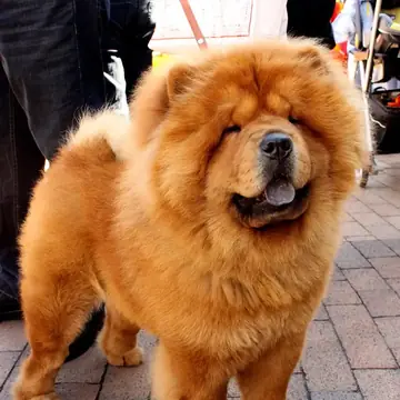 Adult Chow Chow standing on grass.