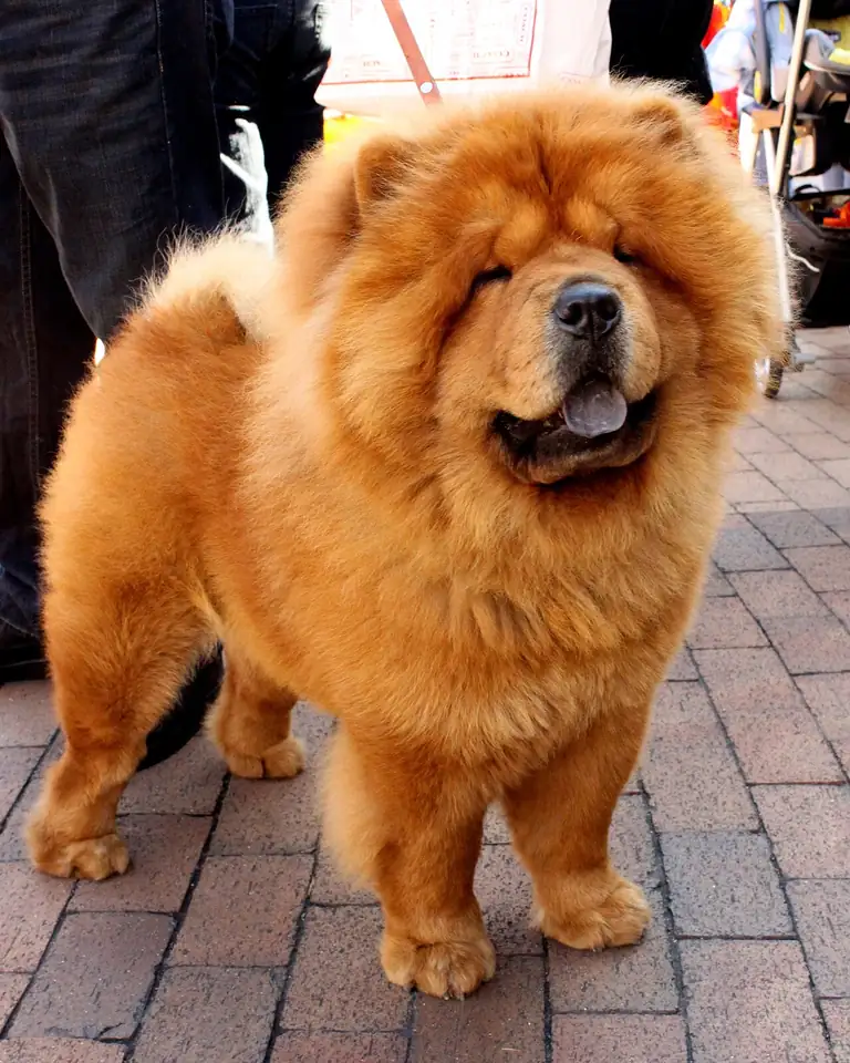 Adult Chow Chow standing on grass.
