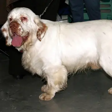 Adult Clumber Spaniel standing on grass.