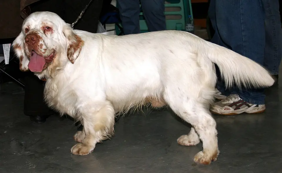 Adult Clumber Spaniel standing on grass.