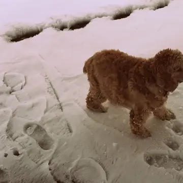 Cocker Spaniel in a close-up outdoors.