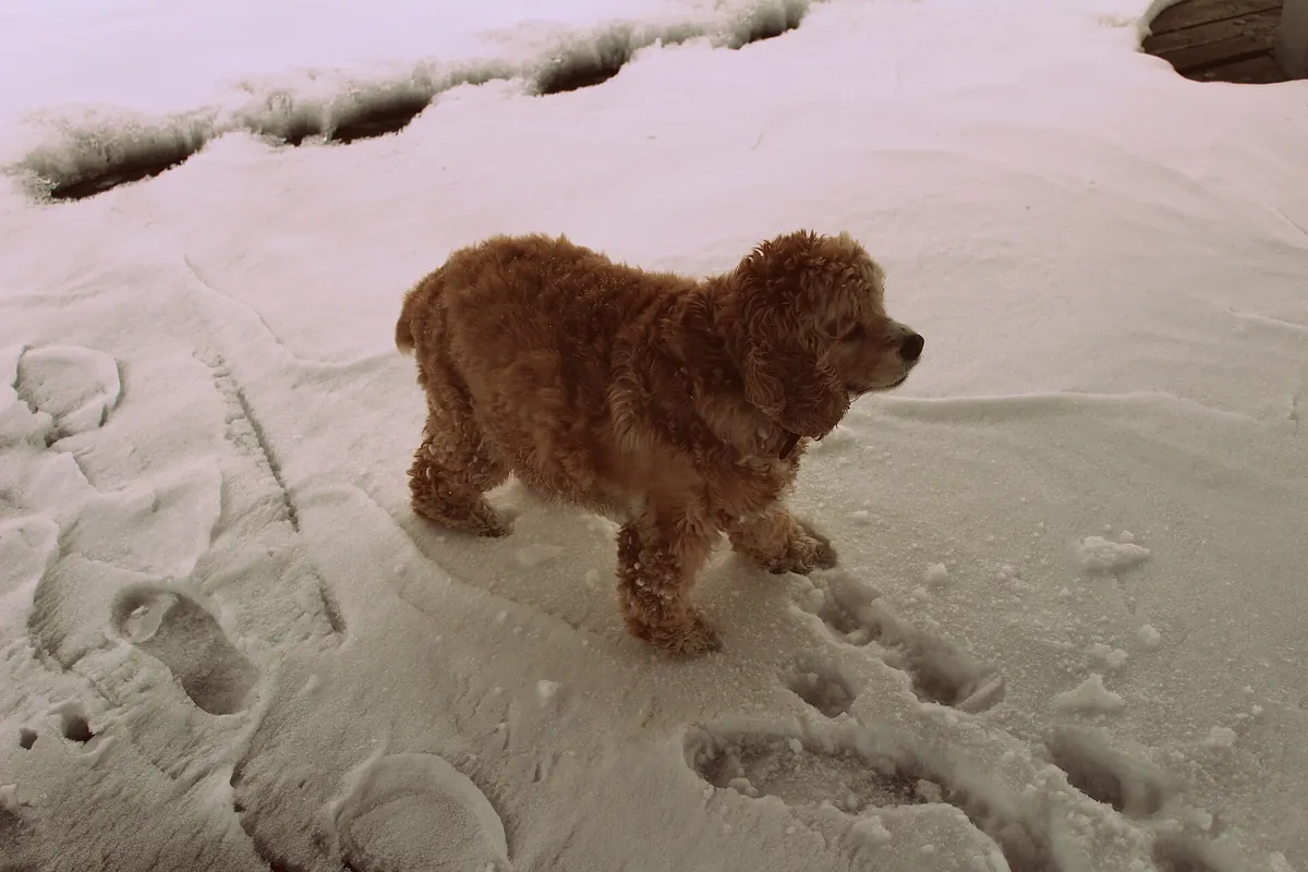 Cocker Spaniel in a close-up outdoors.