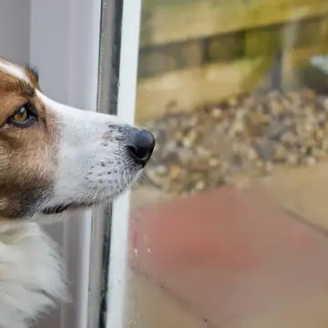 Adult Collie in a close-up outdoors.