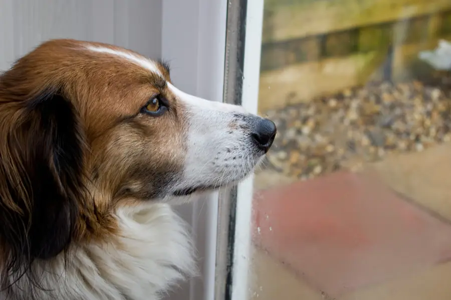 Adult Collie in a close-up outdoors.