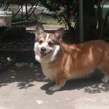 Adult Pembroke Welsh Corgi standing on grass.
