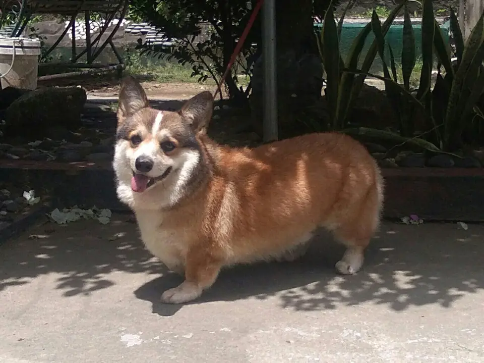Adult Pembroke Welsh Corgi standing on grass.