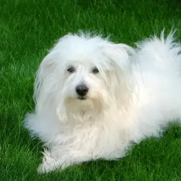 Adult Coton de Tulear standing on a wood floor.