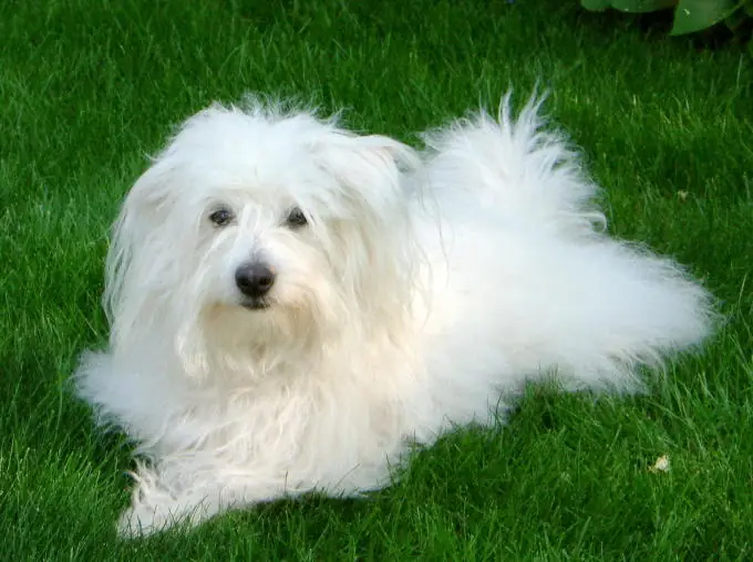 Adult Coton de Tulear standing on a wood floor.