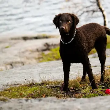 Adult Curly-Coated Retriever standing in grass.