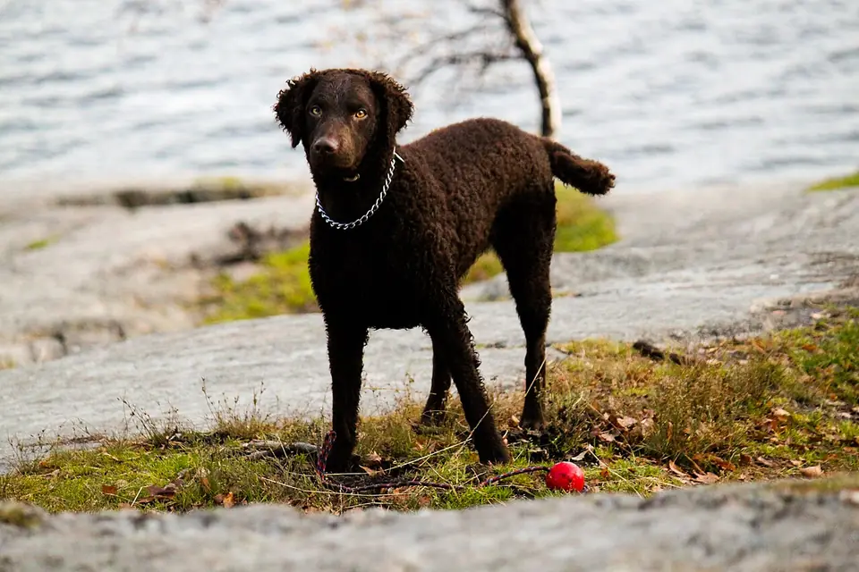 Adult Curly-Coated Retriever standing in grass.