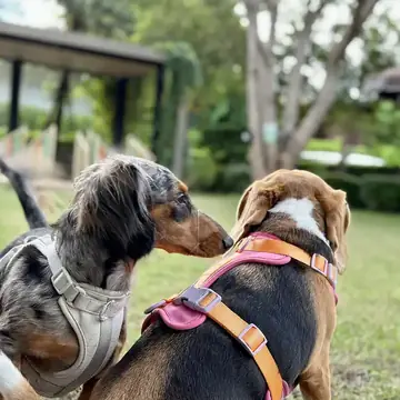 Adult Dachshund standing in profile on a light floor.