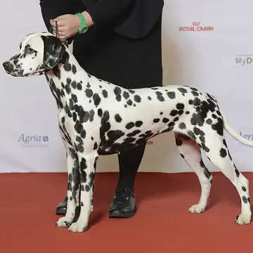 Adult Dalmatian standing on a paved path.