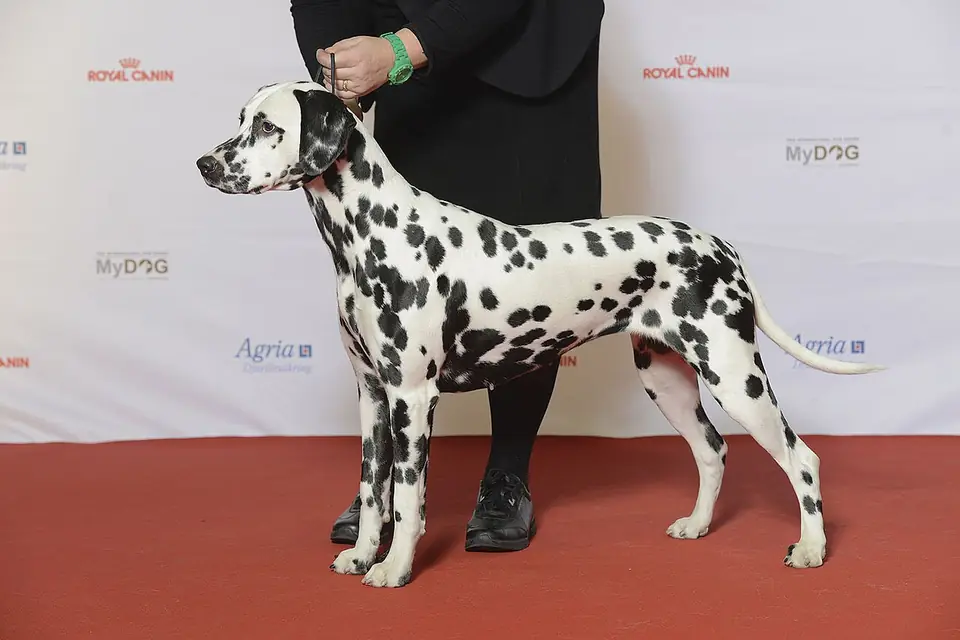 Adult Dalmatian standing on a paved path.