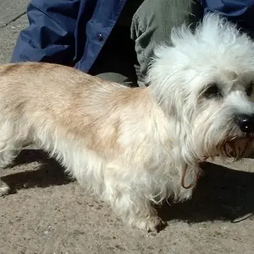 Adult Dandie Dinmont Terrier standing in profile on a light floor.