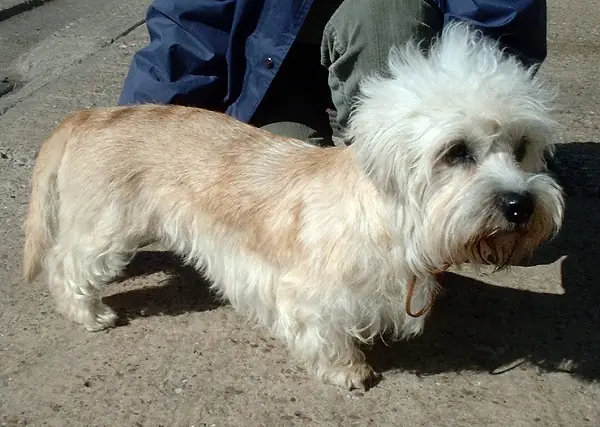 Adult Dandie Dinmont Terrier standing in profile on a light floor.