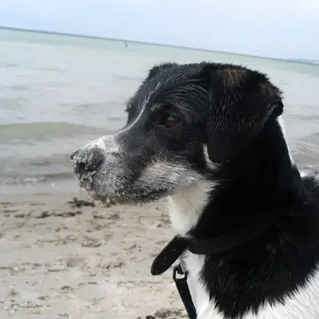 Adult Danish-Swedish Farmdog standing on a wood floor.