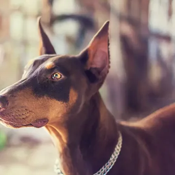 Adult Doberman Pinscher standing in profile on a light floor.