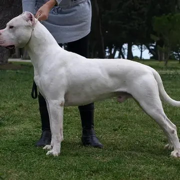 Adult Dogo Argentino standing in profile on a light floor.