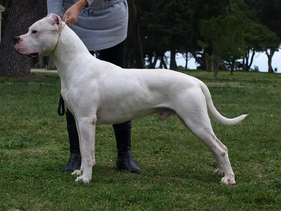 Adult Dogo Argentino standing in profile on a light floor.