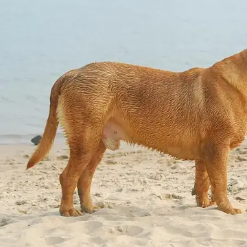 Adult Dogue de Bordeaux standing on grass.