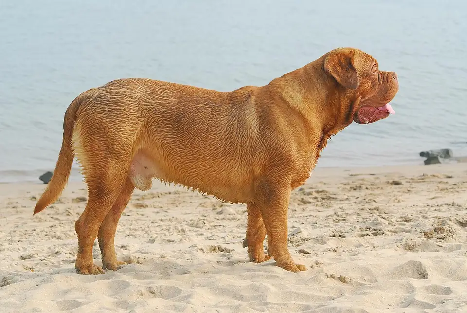 Adult Dogue de Bordeaux standing on grass.