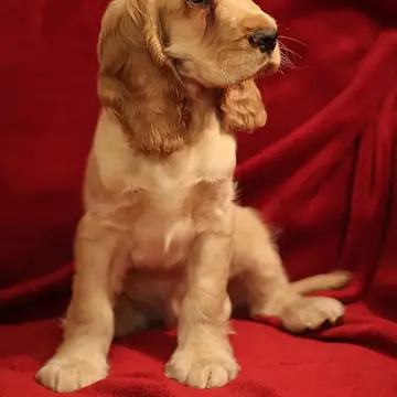 Adult English Cocker Spaniel standing on grass.