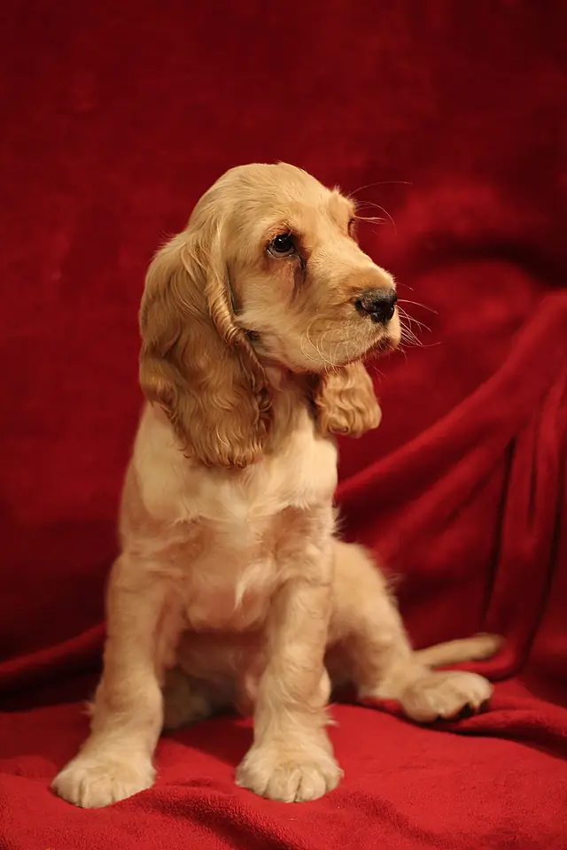 Adult English Cocker Spaniel standing on grass.