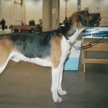 Adult English Foxhound standing in profile on a light floor.