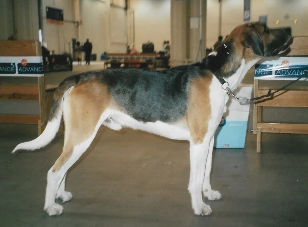 Adult English Foxhound standing in profile on a light floor.