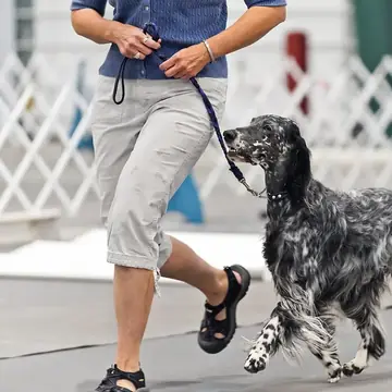 Adult English Setter standing in grass.