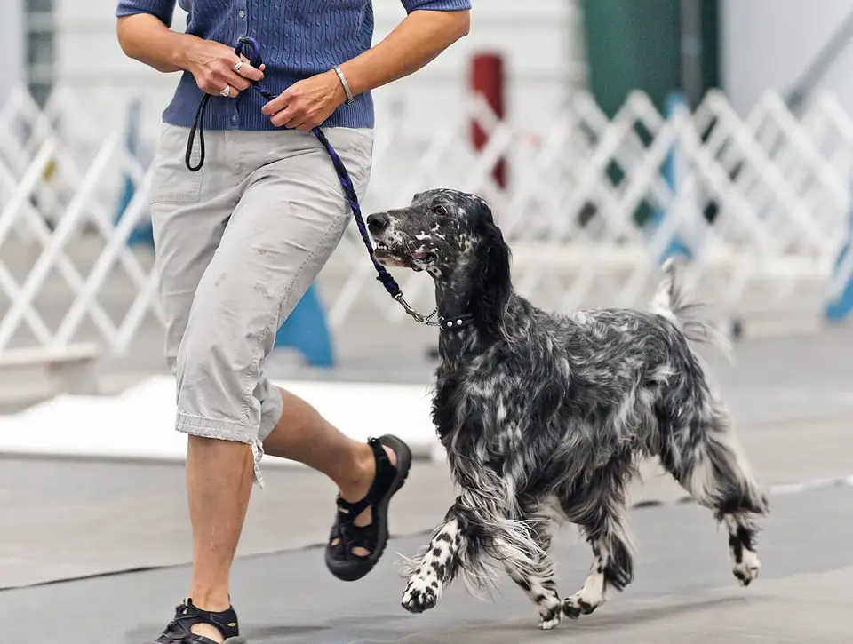 Adult English Setter standing in grass.