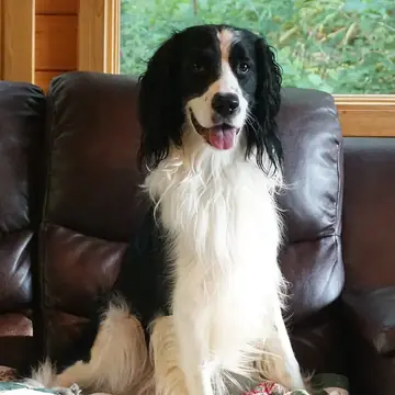Adult English Springer Spaniel standing in grass.