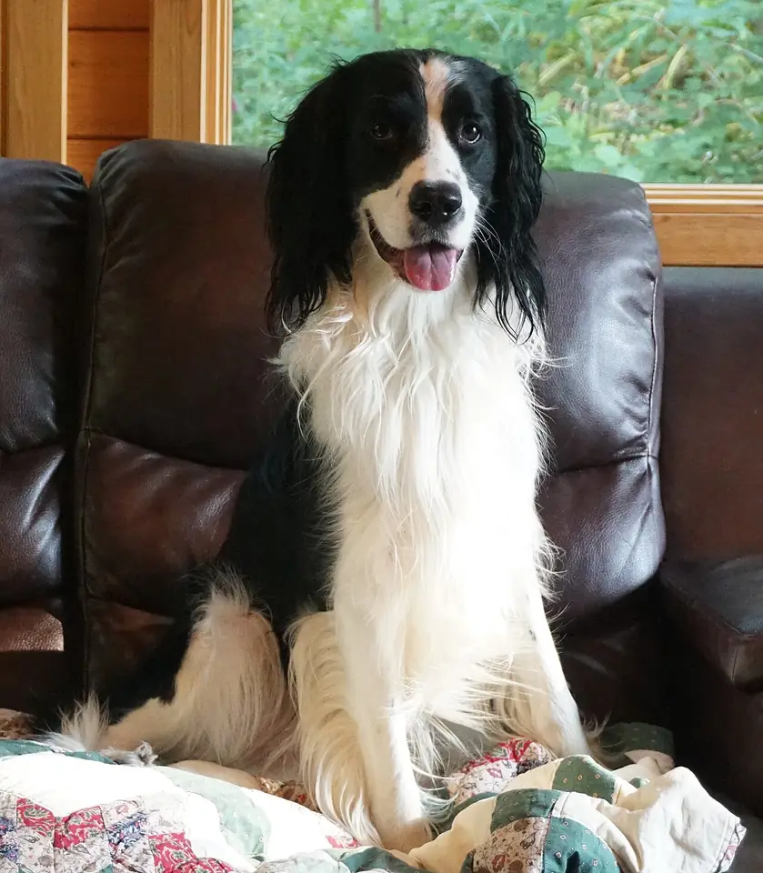 Adult English Springer Spaniel standing in grass.