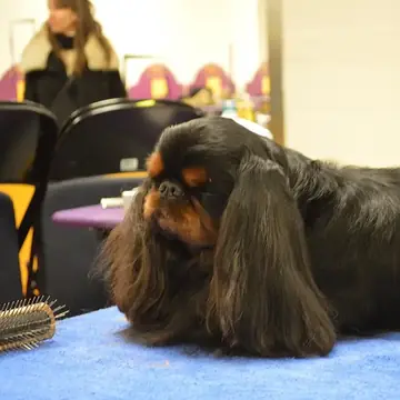 Two English Toy Spaniels sitting on a red surface.