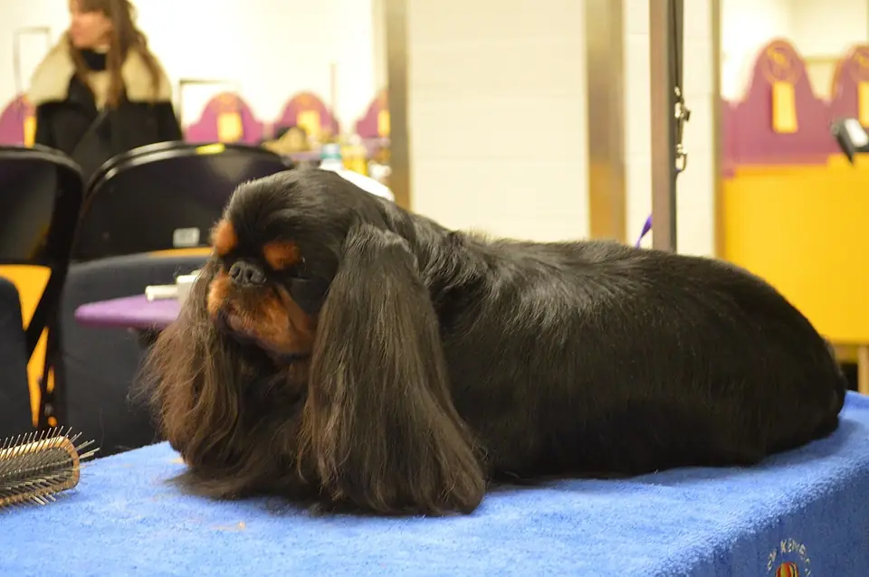 Two English Toy Spaniels sitting on a red surface.