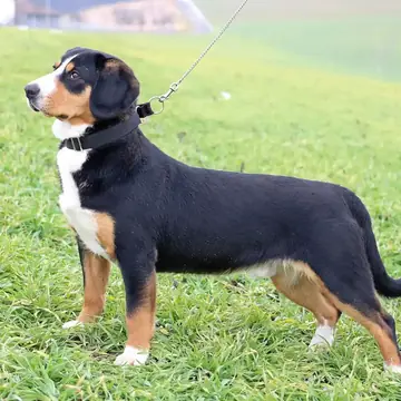 Adult Entlebucher Mountain Dog standing on a paved path.